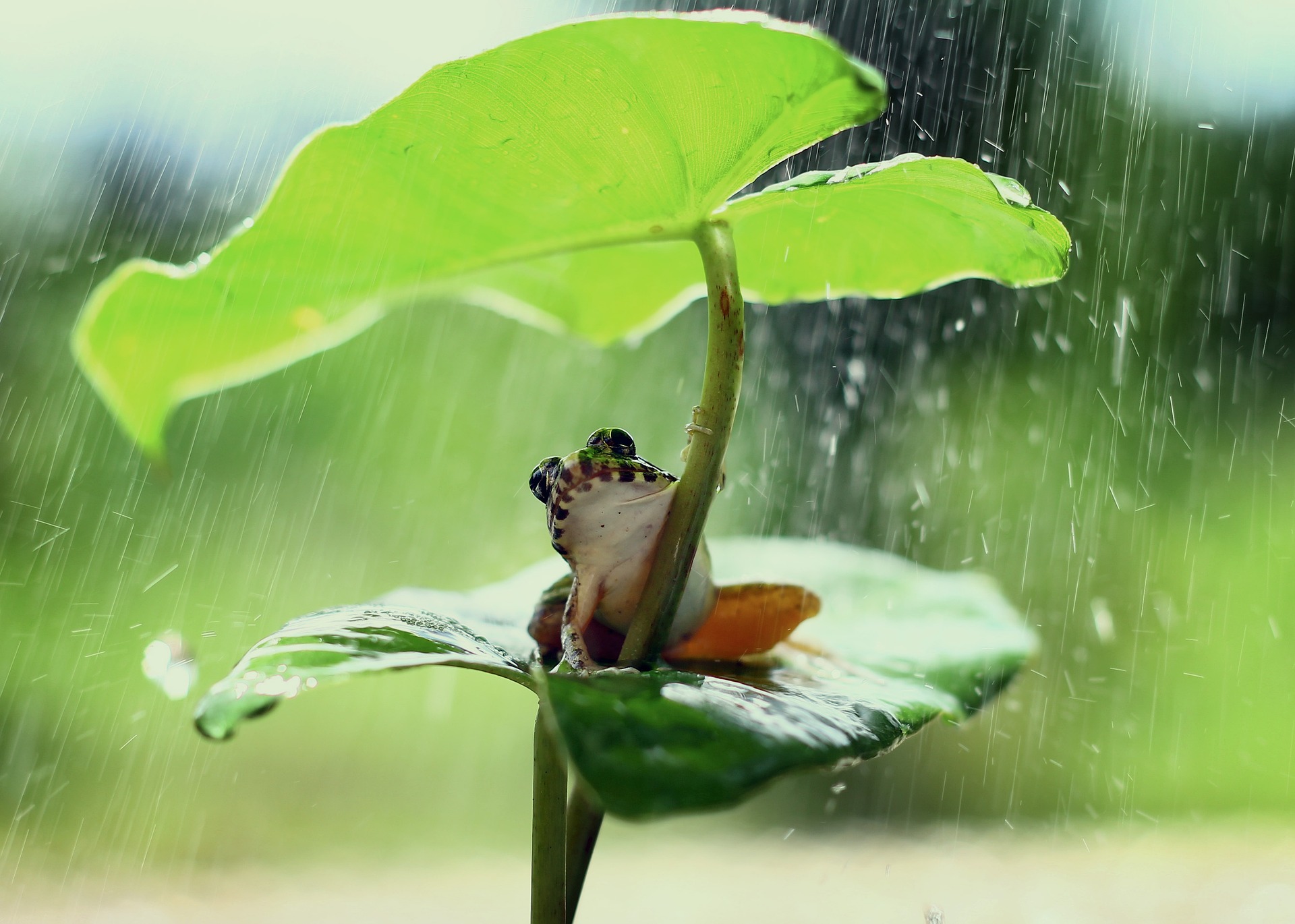 frog seeks protection from rain under leave